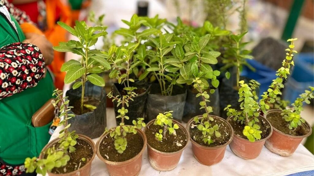 Torreón Establece Nuevo Récord en Árboles Plantados en 2025