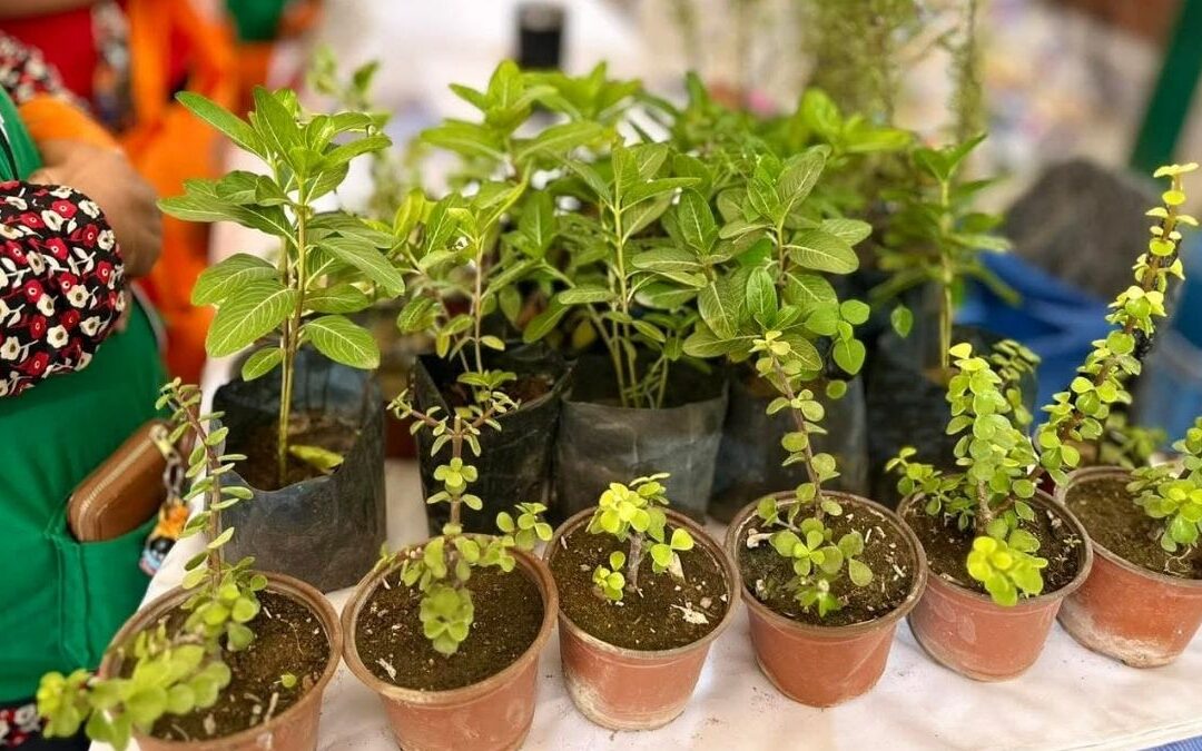 Torreón Establece Nuevo Récord en Árboles Plantados en 2025