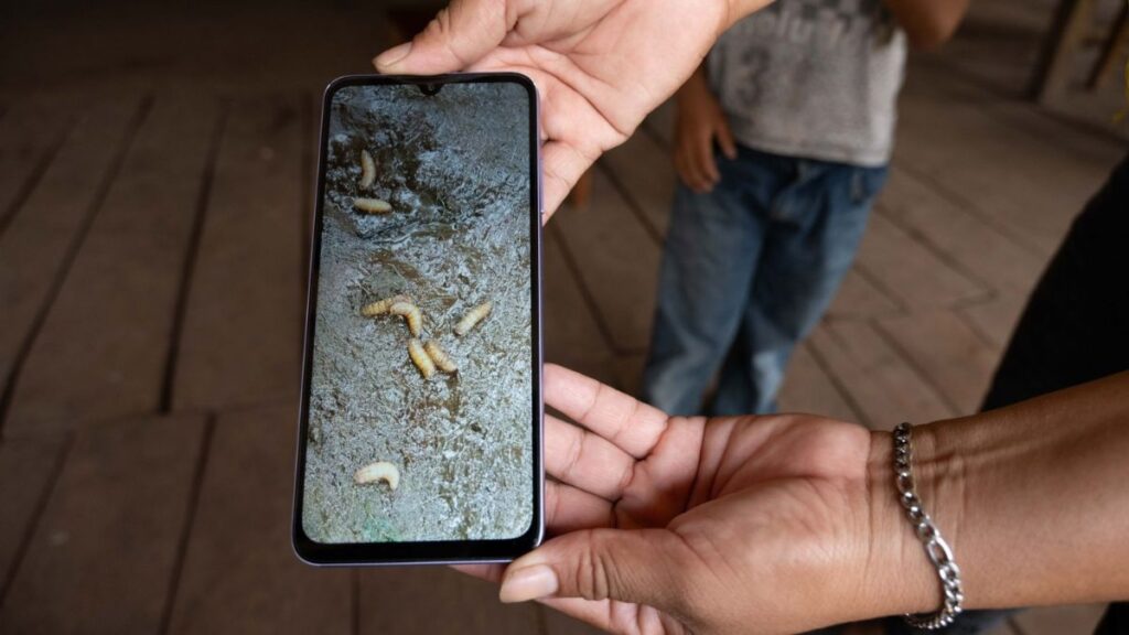 Alerta en Edomex: Primer caso de gusano barrenador en ganado y medidas preventivas implementadas