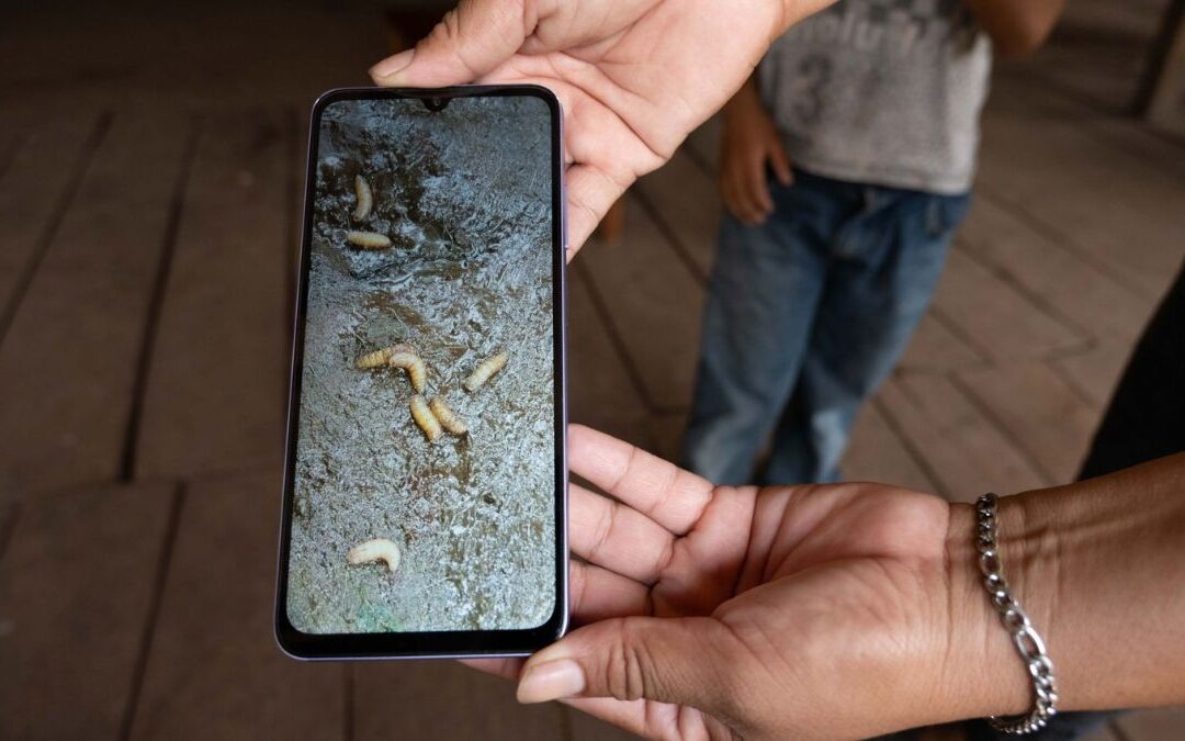 Alerta en Edomex: Primer caso de gusano barrenador en ganado y medidas preventivas implementadas