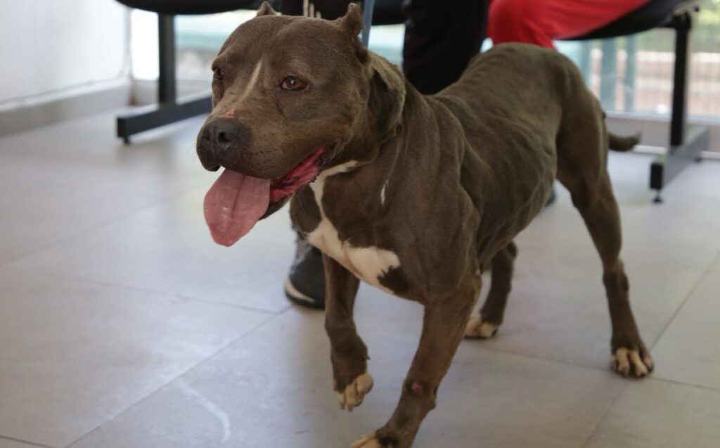 Guadalajara: 133 Adopciones de Mascotas Rescatadas en 2023