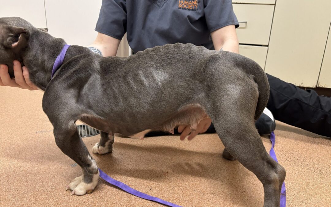 Maltrato Animal en Erie: Operativo Decomisa 18 Perros y Arresta a Dos Sospechosos