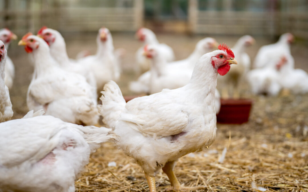 Kansas enfrenta un grave brote de gripe aviar en 2026: alertas y medidas